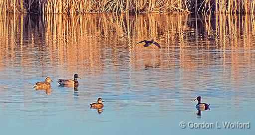 Ducks In The Swale_DSCF6419.jpg - Mallard Ducks (Anas platyrhynchos) and Ring-necked Ducks (Aythya collaris) photographed along the Rideau Canal Waterway at Smiths Falls, Ontario, Canada.